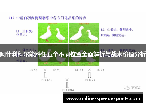 阿什利科尔能胜任五个不同位置全面解析与战术价值分析